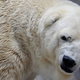 Illustration for article titled Protesters Want Worlds Saddest Polar Bear Moved From Argentina Zoo